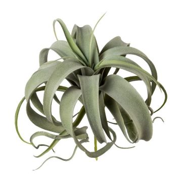 Plante succulente artificielle Tillandsia xerographica TRUMSY, piquet, vert, 28cm, Ø25cm Plante succulente artificielle Tillandsia xerographica TRUMSY, piquet, vert, 28cm, Ø25cm