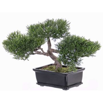 Bonsaï cèdre artificiel ALESSA, racines, coupe déco, vert, 23cm Bonsaï cèdre artificiel ALESSA, racines, coupe déco, vert, 23cm