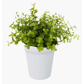 Eucalyptus artificiel JOSHUA, pot en céramique, vert, 20cm, Ø17cm Eucalyptus artificiel JOSHUA, pot en céramique, vert, 20cm, Ø17cm