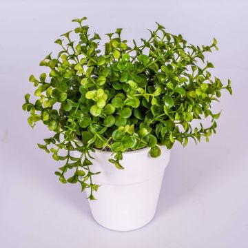 Eucalyptus artificiel JOSHUA, pot en céramique, vert, 20cm, Ø17cm