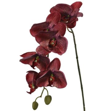 Orchidée Phalaenopsis artificielle LARDUEN, rouge bordeaux, 75 cm, Ø 10 cm Orchidée Phalaenopsis artificielle LARDUEN, rouge bordeaux, 75 cm, Ø 10 cm