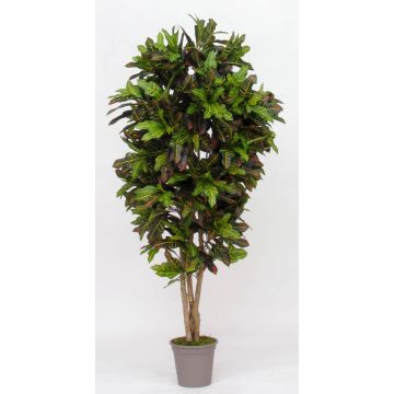 Croton artificiel KAJETANA, troncs naturels, multicolore, 175cm - Made in Italy