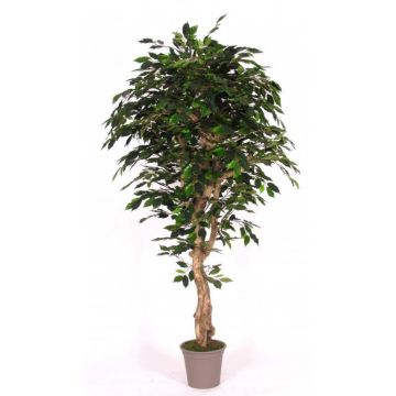 Ficus Benjamina artificiel YANEXY, troncs naturels, vert, 175cm - Made in Italy Ficus Benjamina artificiel YANEXY, troncs naturels, vert, 175cm - Made in Italy