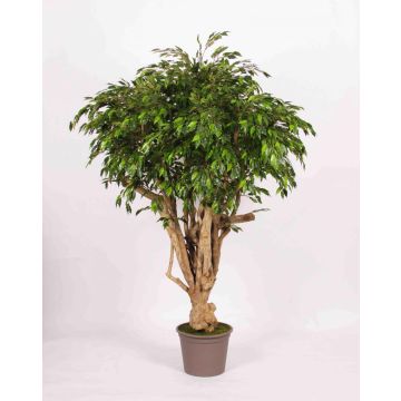 Ficus Benjamina artificiel LISENKA, tronc en bois véritable, vert, 225cm - Made in Italy