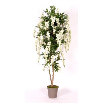 Glycine décorative MALENKA, troncs naturels, avec des fleurs, blanc, 175cm - Made in Italy Glycine décorative MALENKA, troncs naturels, avec des fleurs, blanc, 175cm - Made in Italy