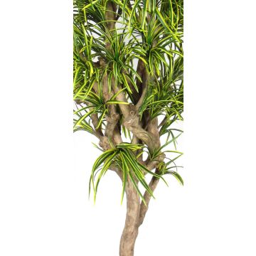 Dracaena Reflexa Jamaica artificiel KOLOMBINE, tronc en bois véritable, vert-jaune, crossdoor, 175cm - Made in Italy
