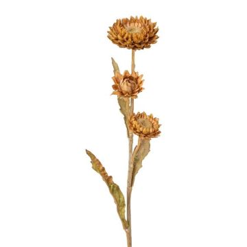 Fleur décorative Phaenocoma prolifera BERLENA, cognac, 60cm Fleur décorative Phaenocoma prolifera BERLENA, cognac, 60cm