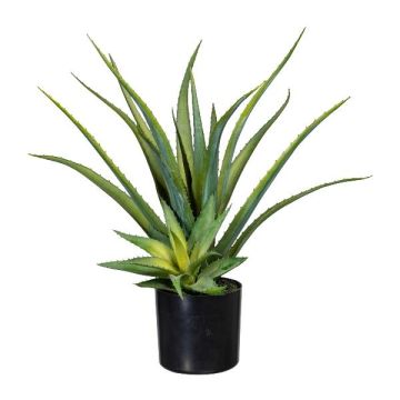 Plante succulente décorative Aloe Vera MURFT avec des rejets, vert, 50cm