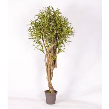 Dracaena Reflexa Jamaica décoratif KASANDRA, troncs naturels, vert-jaune, 175cm - Made in Italy