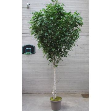 Bouleau blanc décoratif HUBERTINE, troncs naturels, vert, 400cm - Made in Italy