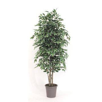 Ficus Benjamina décoratif KONRADE, troncs en bois véritable, vert-blanc, 175cm - Made in Italy