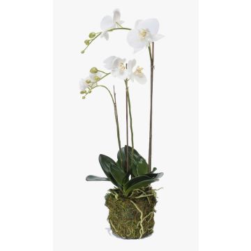 Orchidée artificielle PABLA, motte de mousse, blanc, 70cm, Ø7-12cm