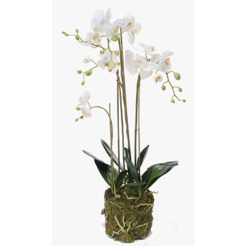 Orchidée artificielle PABLA, motte de mousse, blanc, 80cm, Ø8-11cm