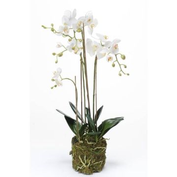 Orchidée artificielle PABLA, motte de mousse, blanc, 80cm, Ø8-11cm Orchidée artificielle PABLA, motte de mousse, blanc, 80cm, Ø8-11cm