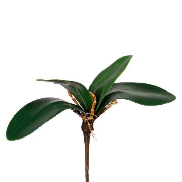 Feuilles décoratives d'orchidée Phalaenopsis ZULKRAM, tige, racines aériennes, 20 cm Feuilles décoratives d'orchidée Phalaenopsis ZULKRAM, tige, racines aériennes, 20 cm