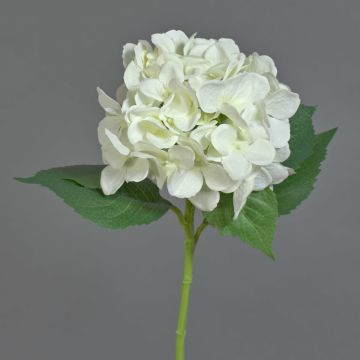 Hortensia artificiel GABRIELLA, crème, 50cm, Ø18cm Hortensia artificiel GABRIELLA, crème, 50cm, Ø18cm