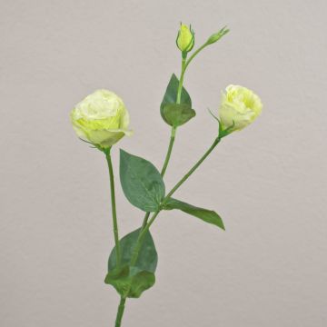 Branche artificielle Lisianthus RINARA, crème-vert, 65cm