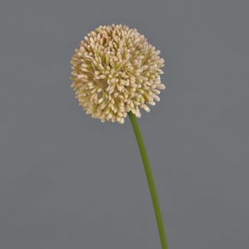 Fleur artificielle Allium BAILIN, rose-crème, 40cm
