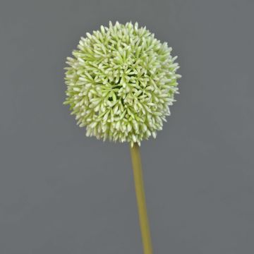 Fleur artificielle Allium BAILIN, crème-vert, 65cm