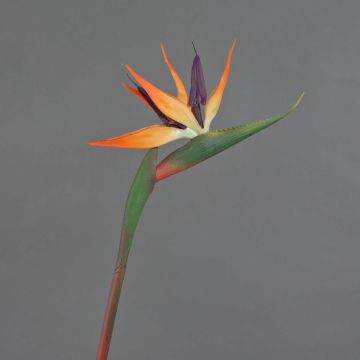 Fleur décorative Strelitzia DONGLIN, orange-violet, 85cm