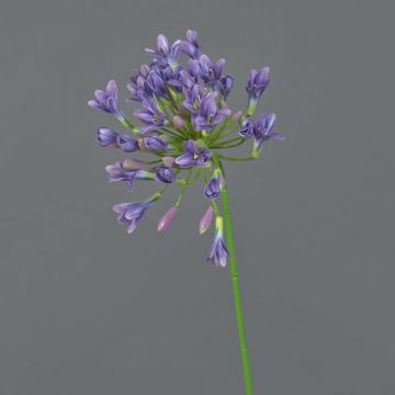Fleur décorative Agapanthus ASONG, lilas-bleu, 75cm
