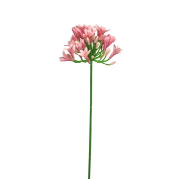 Fleur décorative Agapanthus ASONG, rose, 75cm