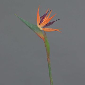 Fleur décorative Strelitzia WEIYU, orange-violet, 60cm