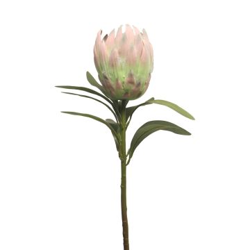 Fleur décorative Protea JIAHUI, rose-vert, 70cm Fleur décorative Protea JIAHUI, rose-vert, 70cm