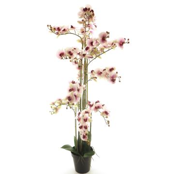 Fleur artificielle orchidée Phalaenopsis CHENXU, rose-crème, 140cm Fleur artificielle orchidée Phalaenopsis CHENXU, rose-crème, 140cm