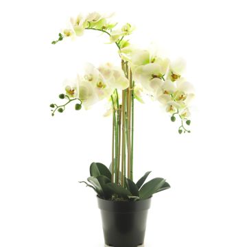 Fleur artificielle orchidée Phalaenopsis CHENXU, blanc, 60cm Fleur artificielle orchidée Phalaenopsis CHENXU, blanc, 60cm