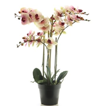 Fleur artificielle orchidée Phalaenopsis CHENXU, rose-crème, 60cm Fleur artificielle orchidée Phalaenopsis CHENXU, rose-crème, 60cm