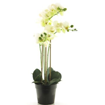 Fleur artificielle orchidée Phalaenopsis CHENXU, blanc, 55cm Fleur artificielle orchidée Phalaenopsis CHENXU, blanc, 55cm