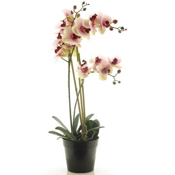 Fleur artificielle orchidée Phalaenopsis CHENXU, rose-crème, 55cm Fleur artificielle orchidée Phalaenopsis CHENXU, rose-crème, 55cm