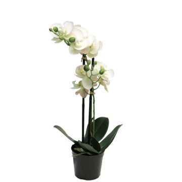 Fleur artificielle orchidée Phalaenopsis CHENXU, blanc, 50cm Fleur artificielle orchidée Phalaenopsis CHENXU, blanc, 50cm
