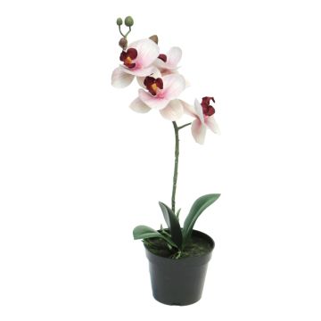 Fleur artificielle orchidée Phalaenopsis CHENXU, rose-crème, 35cm Fleur artificielle orchidée Phalaenopsis CHENXU, rose-crème, 35cm