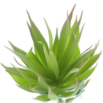Fausse plante succulente Agave decipiens DEYUNA sur piquet, vert, 18cm