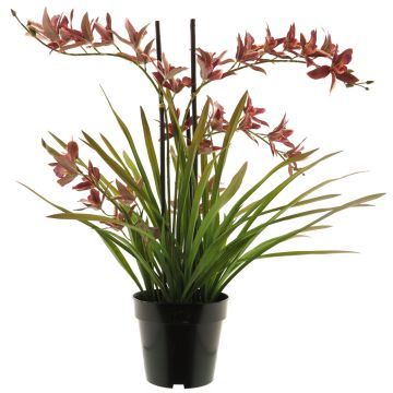 Fleur artificielle orchidée Cymbidum XINGUI, rouge foncé, 70cm Fleur artificielle orchidée Cymbidum XINGUI, rouge foncé, 70cm