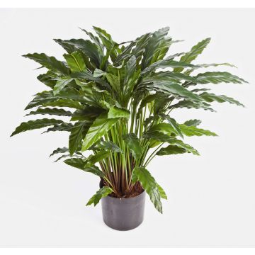 Calathea artificiel BAHATI, grand, vert, 85cm Calathea artificiel BAHATI, grand, vert, 85cm