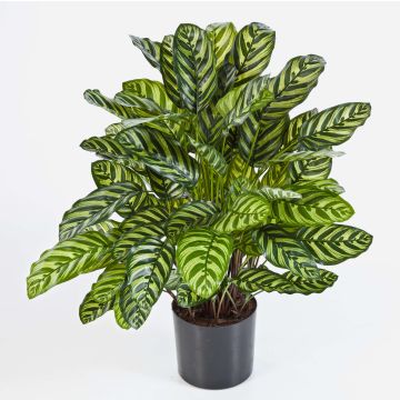 Faux calathea BADU, grand, vert-jaune, 80cm Faux calathea BADU, grand, vert-jaune, 80cm