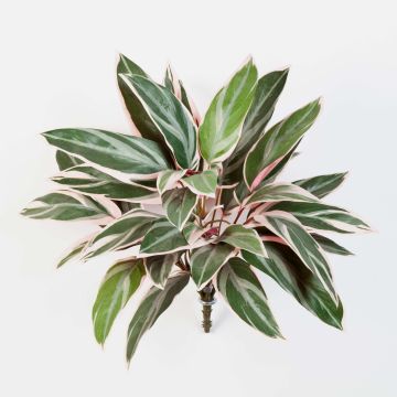 Cordyline artificielleTHAIS, sur piquet, vert-rose, 50cm