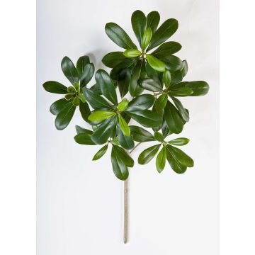Fausse branche de pittosporum MASON, vert, 40cm