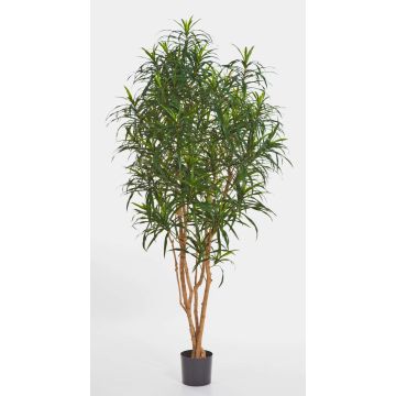 Dracaena Anita artificiel KAYLIN, troncs naturels, vert, 150cm