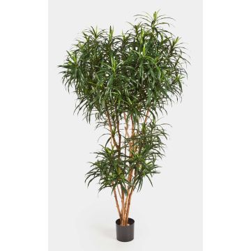 Faux dracaena Reflexa Anita KATARA, vrais troncs, vert, 150cm