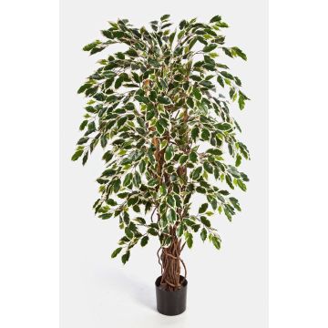 Faux ficus benjamina JARLAN, vrais troncs, vert-blanc, 180cm