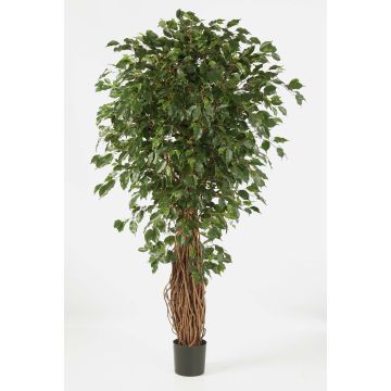 Ficus benjamina en plastique LUCIUS, vrais troncs, vert, 180cm Ficus benjamina en plastique LUCIUS, vrais troncs, vert, 180cm