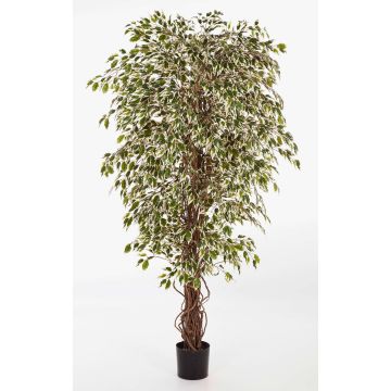 Faux ficus benjamina DAKU, troncs naturels, vert-blanc, 180cm Faux ficus benjamina DAKU, troncs naturels, vert-blanc, 180cm