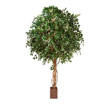 Faux ficus benjamina RAMZO, vrais troncs, en pot, vert, 315cm
