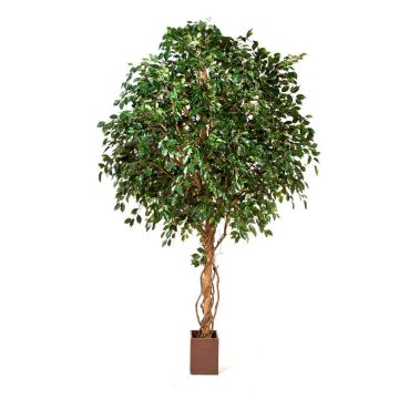 Faux ficus benjamina RAMZO, vrais troncs, en pot, vert, 360cm Faux ficus benjamina RAMZO, vrais troncs, en pot, vert, 360cm