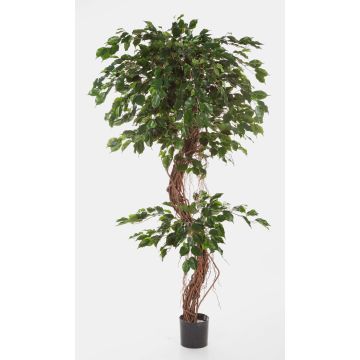 Ficus benjamina synthétique LUANO, troncs naturels, vert, 210cm Ficus benjamina synthétique LUANO, troncs naturels, vert, 210cm