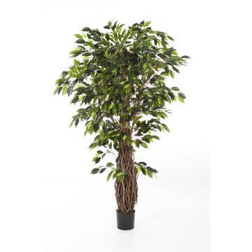 Faux ficus benjamina PHIPSO, vrais troncs, vert, 240cm Faux ficus benjamina PHIPSO, vrais troncs, vert, 240cm